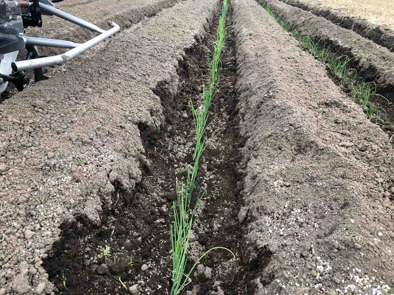 長ネギ第一弾も植えたよ Saitonoen