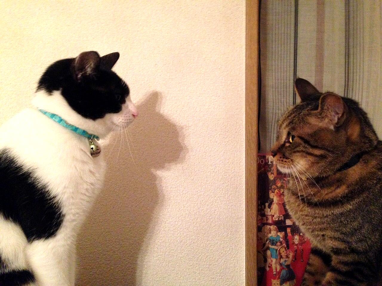 本日のニャーズ❤W家もメンチきってまっせ～！！ : 奥日暮里の生地屋 