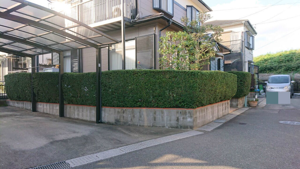 柘植垣 月桂樹 年間管理四日市市t様邸 三重県四日市市 齋藤造園 柘植垣 月桂樹 年間管理四日市市t様邸 三重県四日市市 齋藤造園