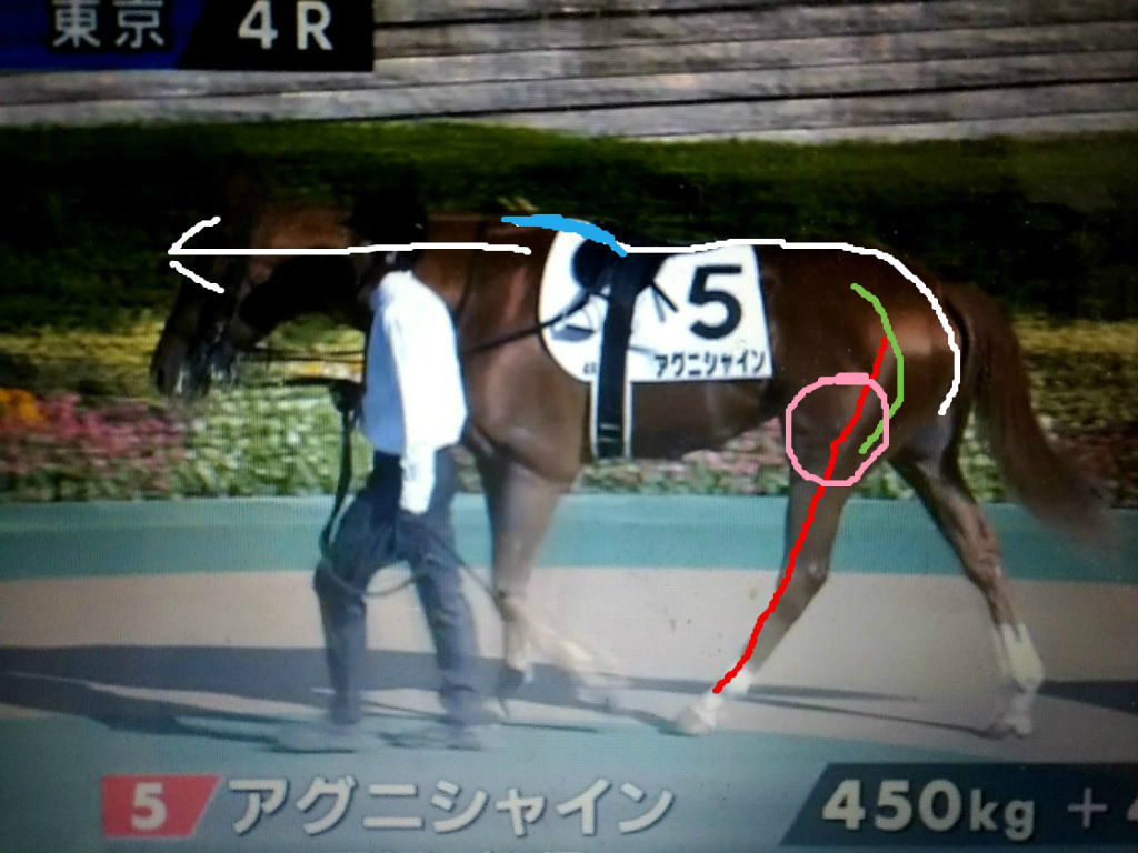 クレッシェンドラヴとアグニシャインとハナレイムーン 馬体評 いつもパドックのblog