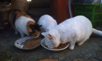 えさねこ