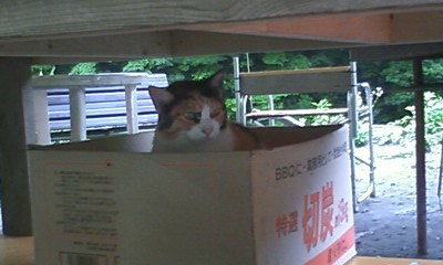 猫