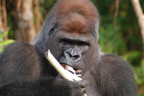 What Is Gorilla 希少な野生ゴリラの生態を知る African Dream 西遊旅行チーム アフリカのスタッフブログ