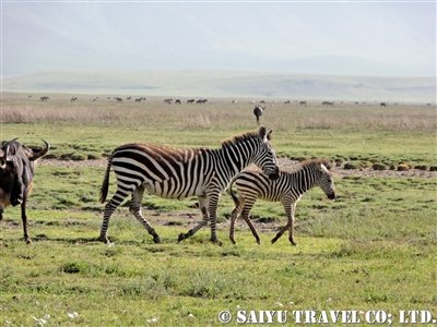ンゴロンゴロ自然保護区 タンザニア African Dream 西遊旅行チーム アフリカのスタッフブログ