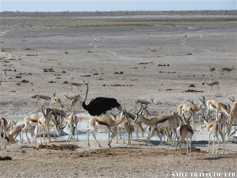 エトーシャ国立公園 ナミビアでのサファリはここ African Dream 西遊旅行チーム アフリカのスタッフブログ エトーシャ国立公園 ナミビアでのサファリはここ African Dream 西遊旅行チーム アフリカのスタッフブログ