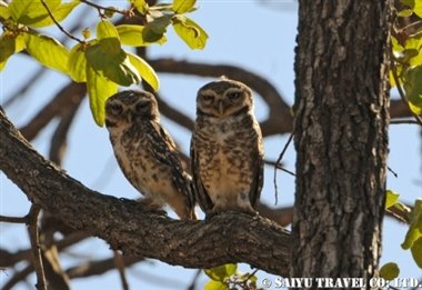 ササンギル　インドの森 (5)