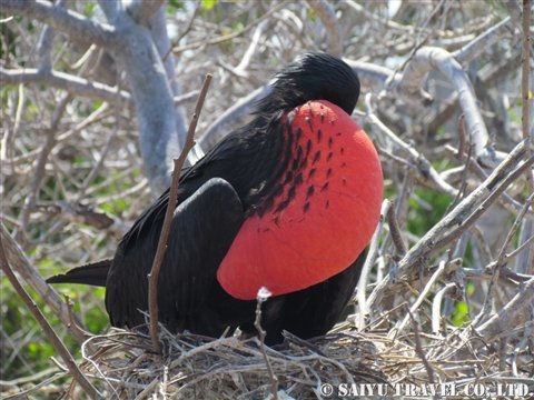 ガラパゴス諸島の鳥 : AVENTURA アベントゥーラ～西遊旅行 中南米