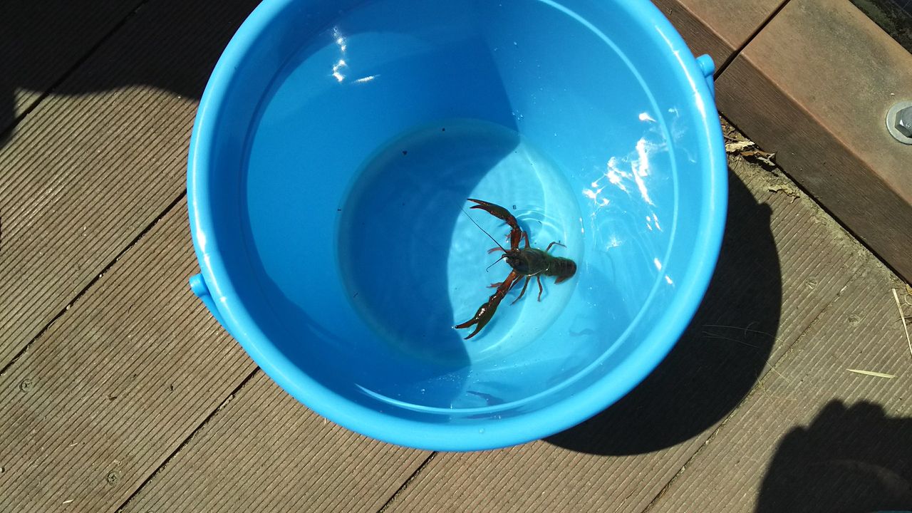 18月6月3日 ザリガニ釣り 猪高緑地 ビーバー隊 ボーイスカウト名古屋第１２７団 名東区西山付近で活動