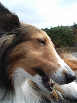 �����쥹�򿩤���1