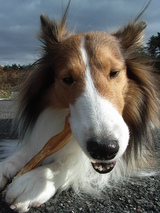 �����쥹�򿩤���2