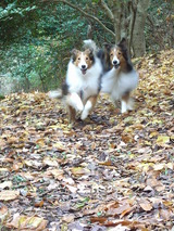 ������ȥ��꡼���롡2