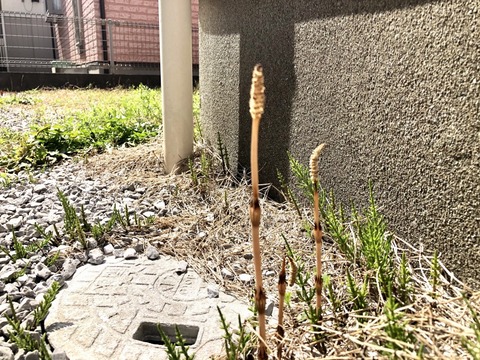 つくし1