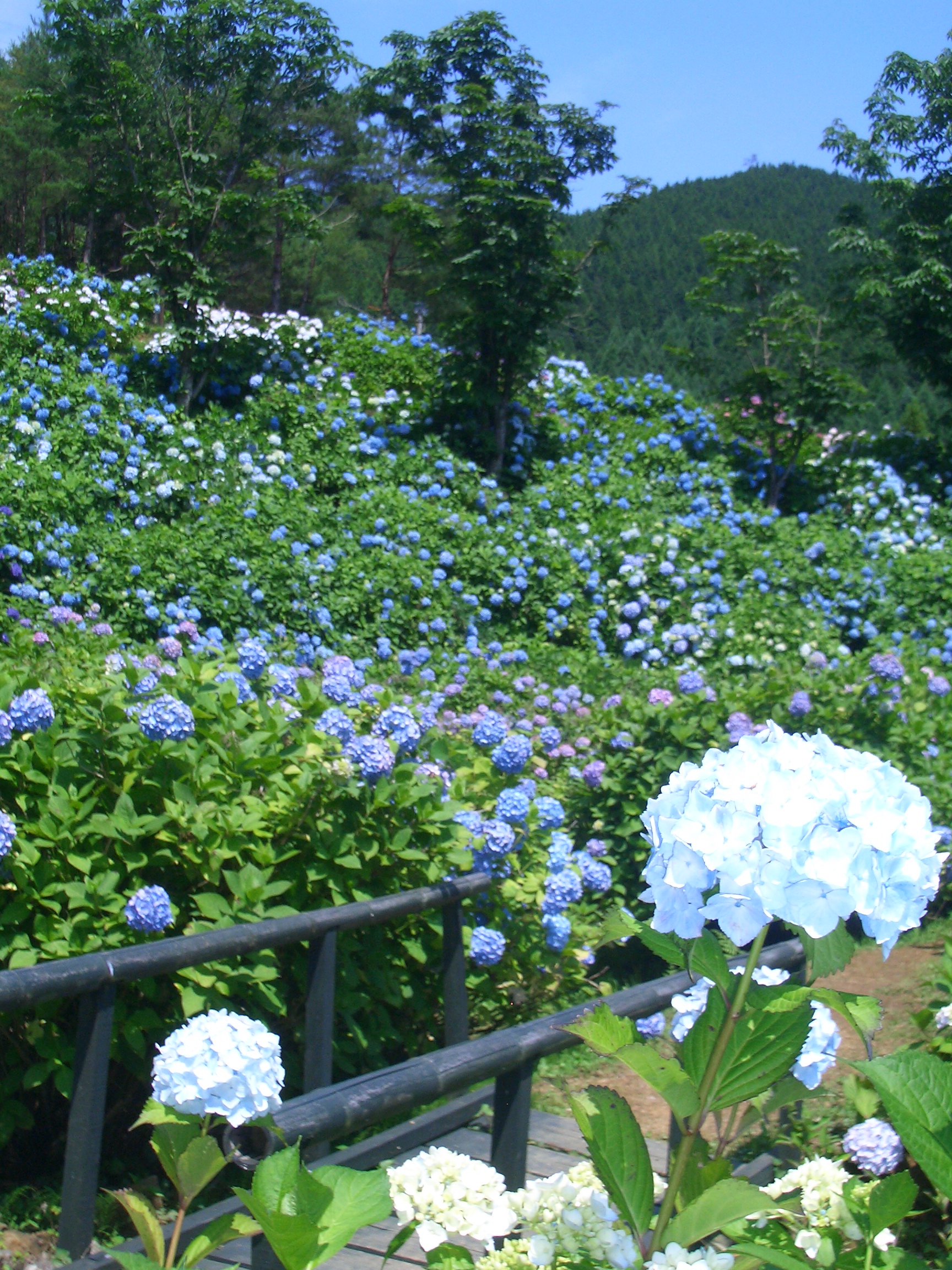 舞鶴自然文化園 アジサイ展 京の田舎で酒屋