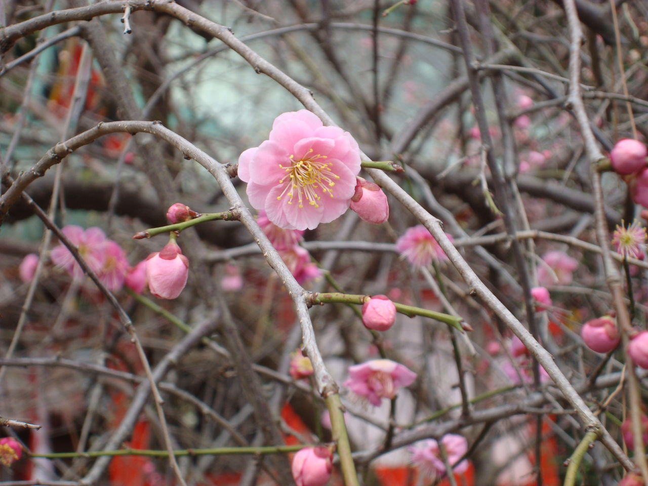 野の花の家 だより 子どもを見る目 育てる目 野の花の家 だより 子どもを見る目 育てる目