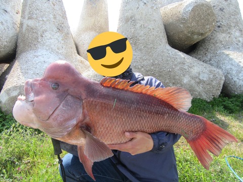 備忘録 コブダイを釣るタックル 仕掛けからコツ 食べ方まで Sakagenの釣り熱狂記