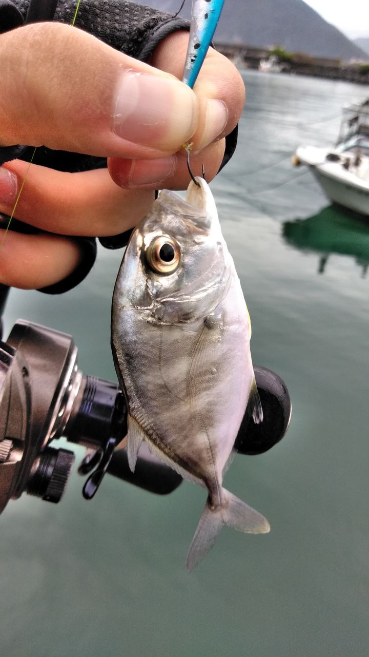 こんなに楽しいメッキ Sakagenの釣り熱狂記 こんなに楽しいメッキ Sakagenの釣り熱狂記