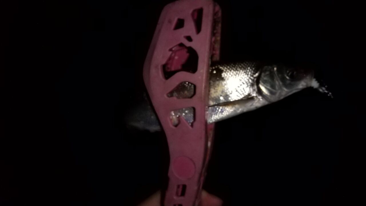 落ち鮎シーバス絶好調 Sakagenの釣り熱狂記