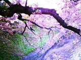 20090410 (100)
