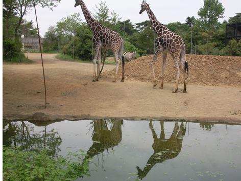 動物園か水族館か サカヰ写真館 サカイ写真館 動物園か水族館か サカヰ写真館 サカイ写真館