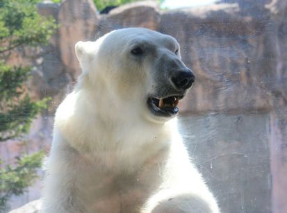 八木山動物園とベニーランドへ 山形県米沢市の写真スタジオ サカヰ写真館 サカヰ写真館 サカイ写真館 八木山動物園とベニーランドへ 山形県米沢市の写真スタジオ サカヰ写真館 サカヰ写真館 サカイ写真館