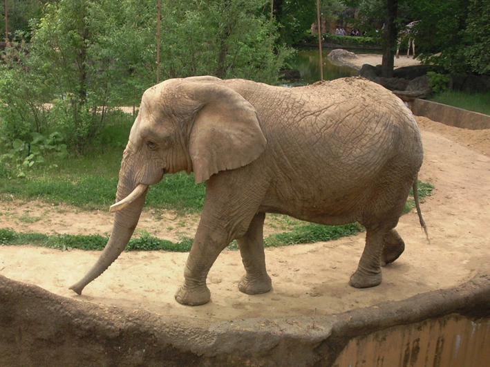 動物園か水族館か サカヰ写真館 サカイ写真館 動物園か水族館か サカヰ写真館 サカイ写真館