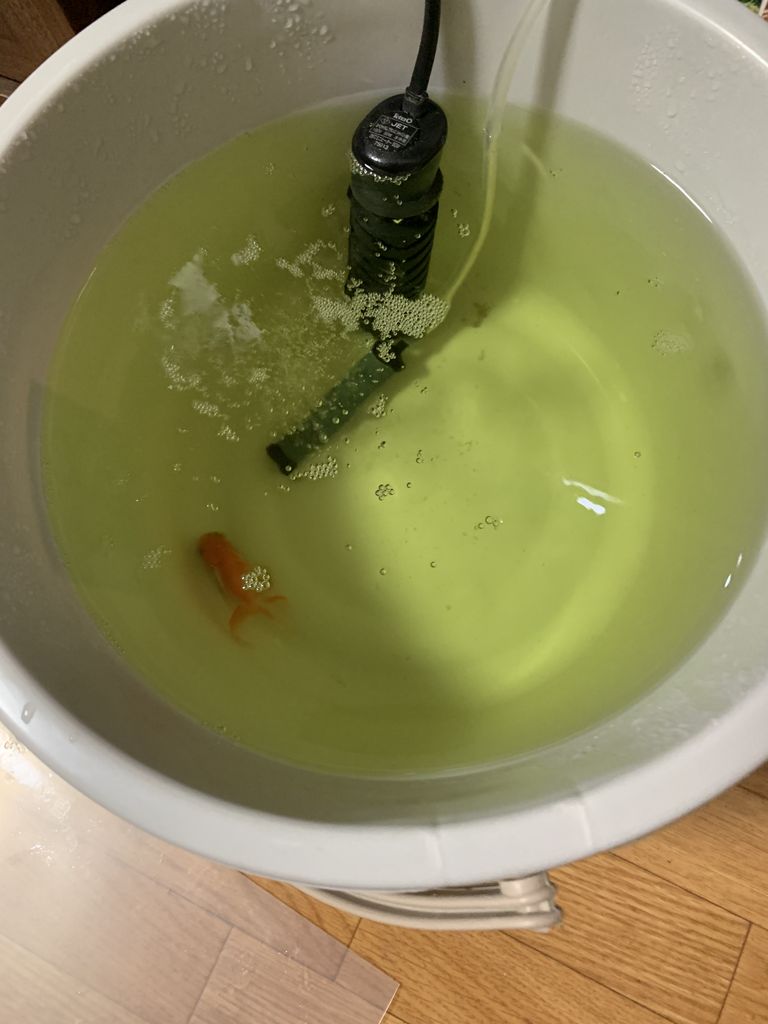 うちの金魚が病気にー 大阪 堺ちゃんねる