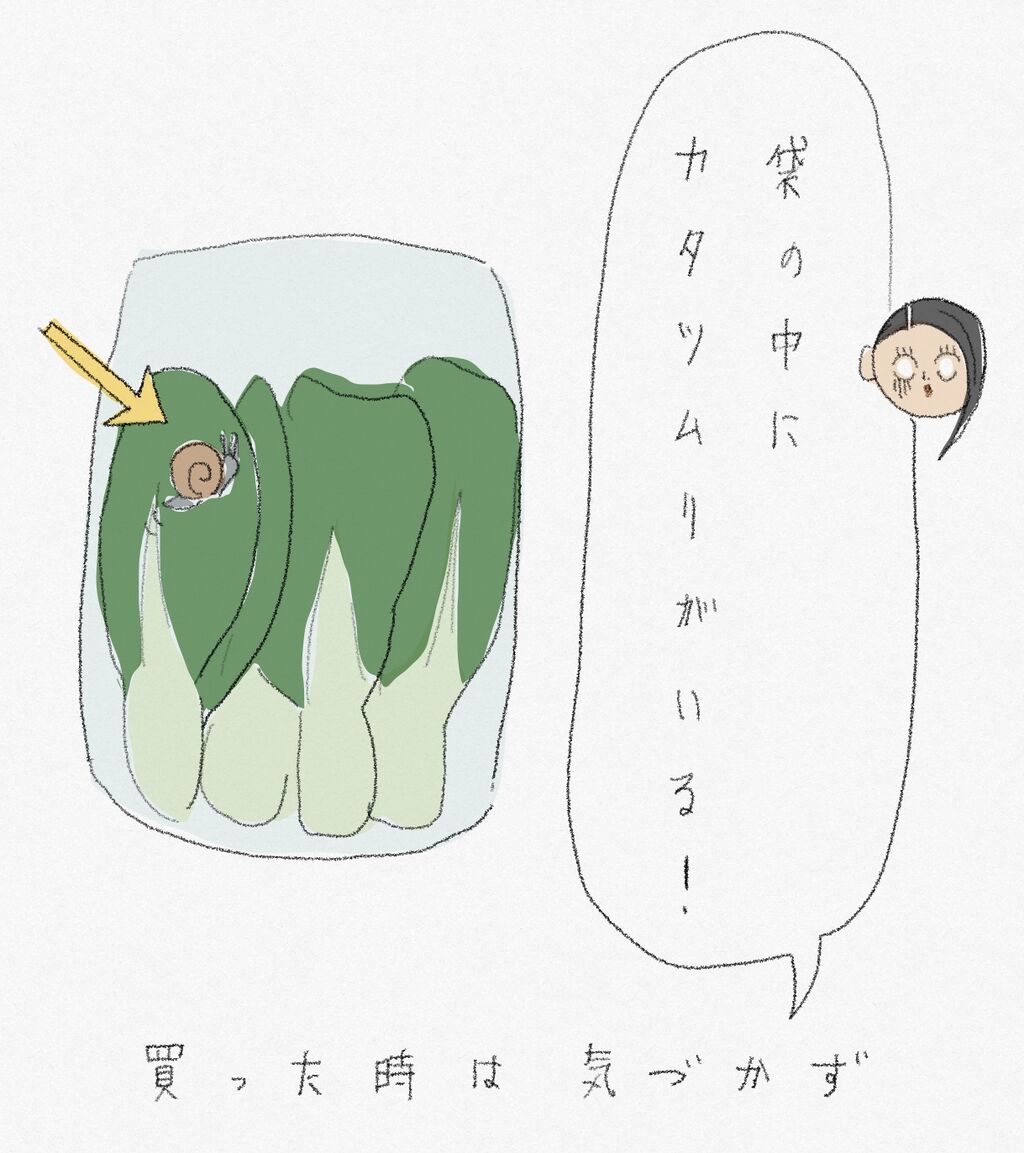 チンゲン菜を買ったら お家 ときどき お外 チンゲン菜を買ったら お家 ときどき お外