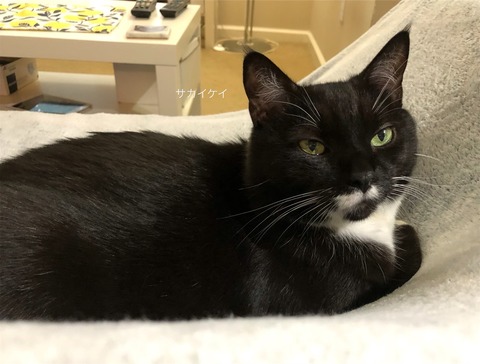 eZy Watermark_29-11-2023_08-58-35-6590午前