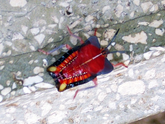 ラオスで見た赤い虫と脳髄コンピュータに引っかける網の目を細かくすること 最果志向 放浪家坂木さんの足跡
