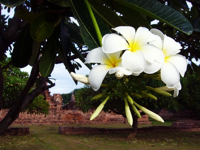 タイの遺跡に咲く白い花 プルメリア 最果志向 放浪家坂木さんの足跡
