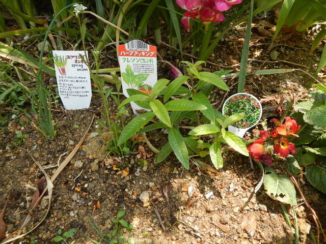 Gw ハーブ栽培 エスニック 山とランニングの日記 サブサイトlivedoor