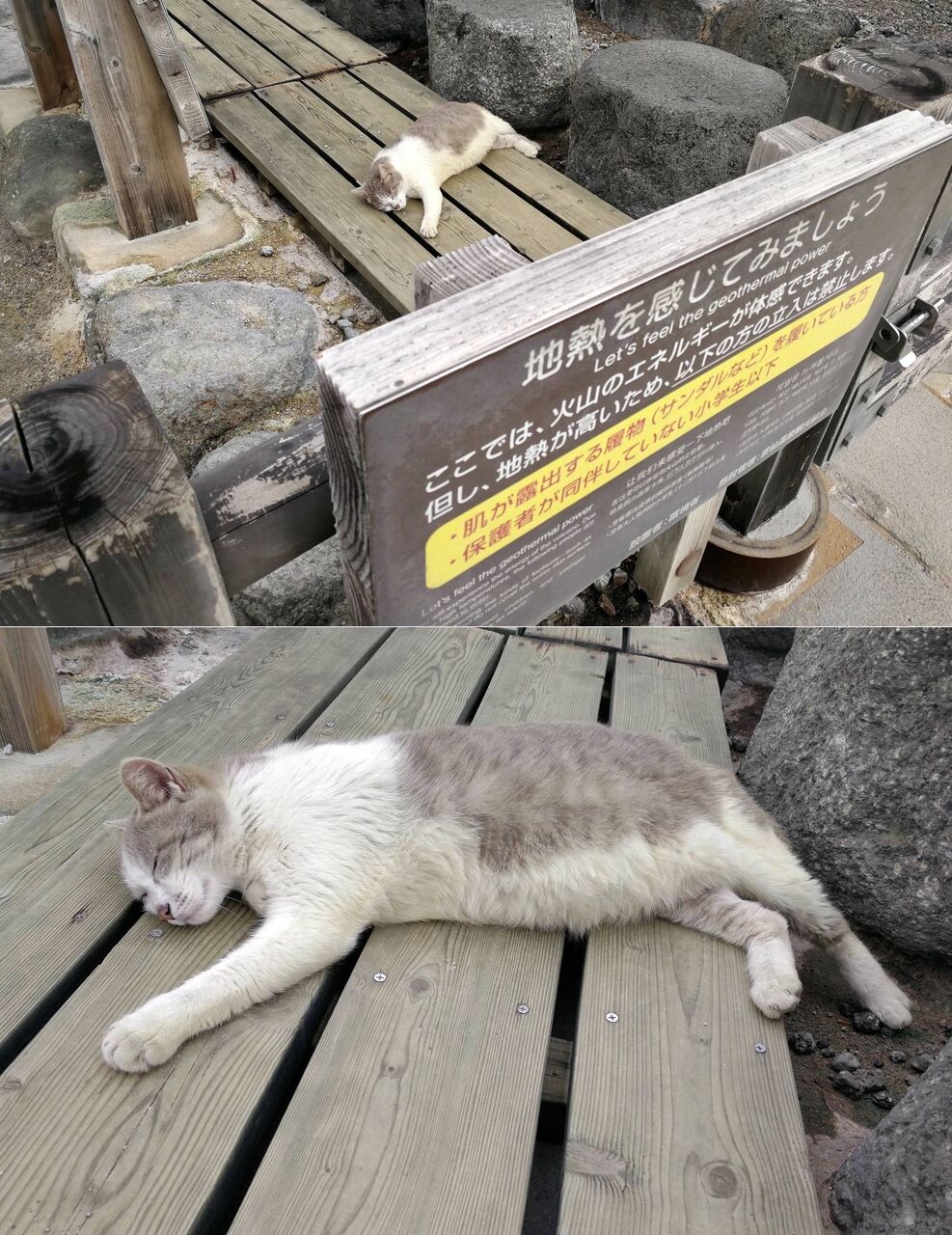 速報 日テレでスナネコの赤ちゃん初誕生 外ﾈｺ画 動画も 坂道46 Akb48 えッ な情報まとめ