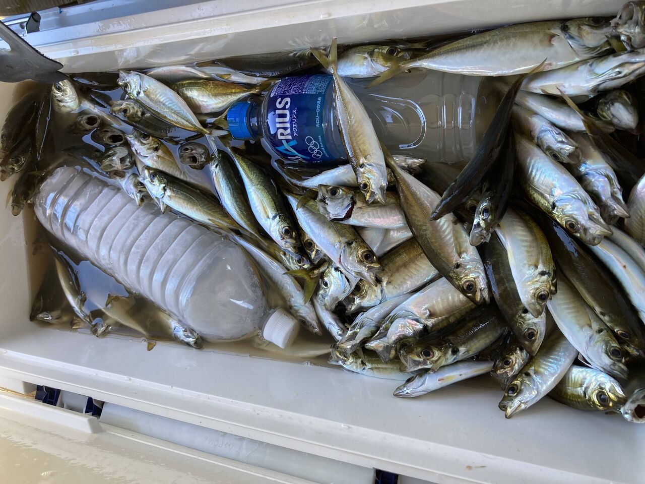 千葉の釣り 8末頃 9 7 9月好調 サビキ アジ 市原海釣り公園 船でカツオ 旨いラーメン屋 関東の海釣り 趣味 釣り等 と暮らしのお役立ちブログ 千葉の釣り 8末頃 9 7 9月好調 サビキ アジ 市原海釣り公園 船でカツオ 旨いラーメン屋 関東の海釣り 趣味 釣り等 と暮らしのお役立ちブログ