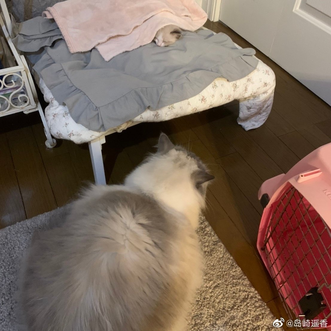 島崎遥香の飼い猫 ギネス級の大きさで ヤバすぎwwwww 坂道46 Akb48 えッ な情報まとめ