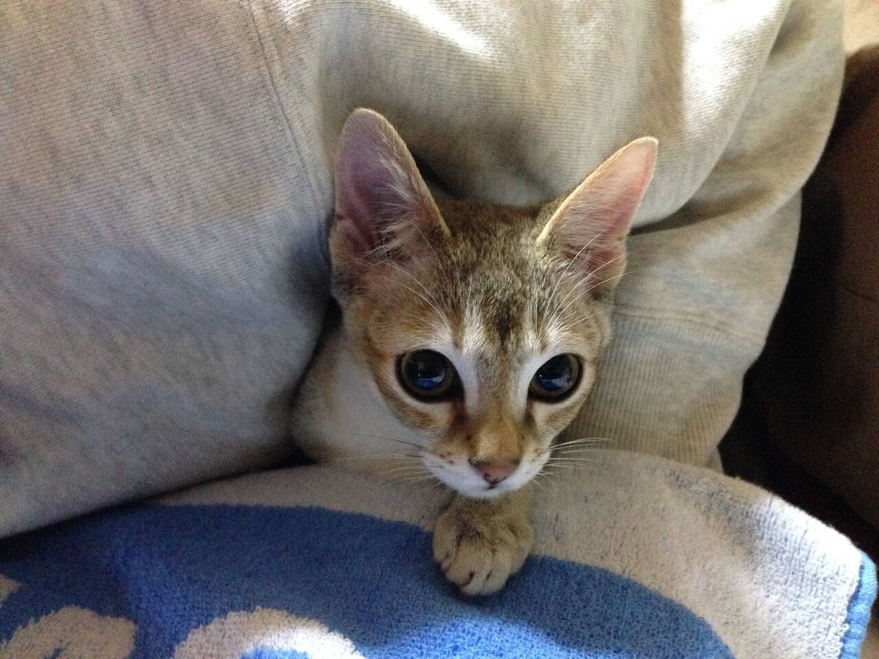 速報 日テレでスナネコの赤ちゃん初誕生 外ﾈｺ画 動画も 坂道46 Akb48 えッ な情報まとめ