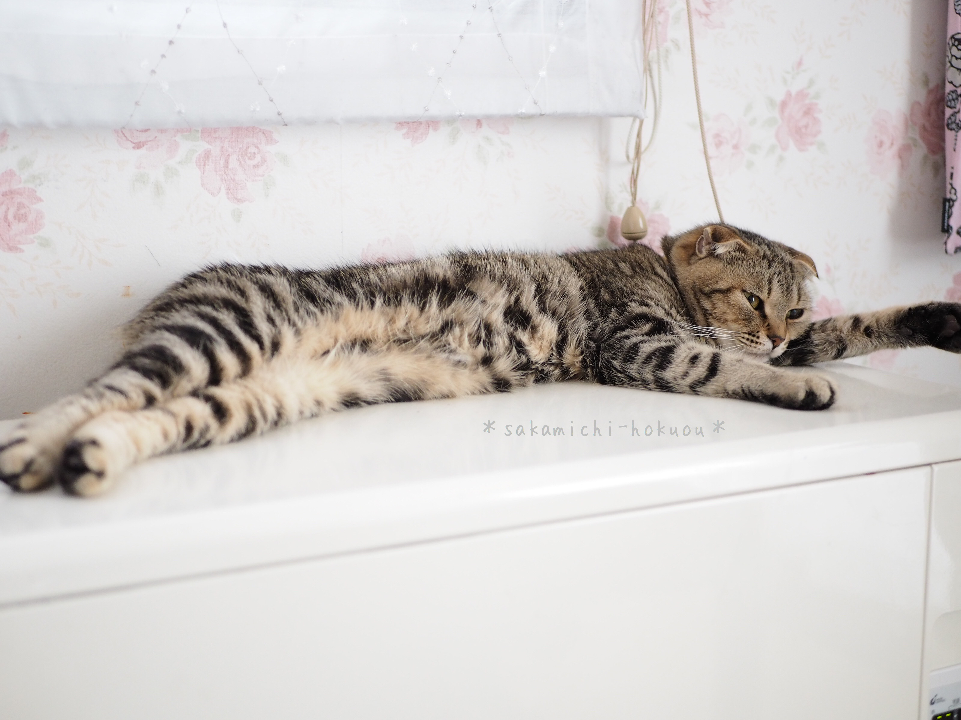 セリア で見つけた萌え な指サック 今年もありがとうございました さかみちの白い家 北欧ナチュラル