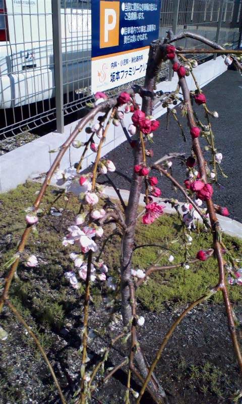 花桃