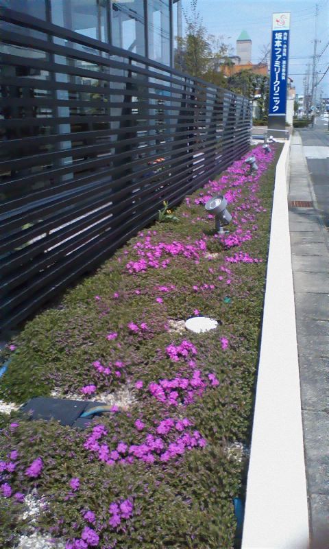 芝桜2014
