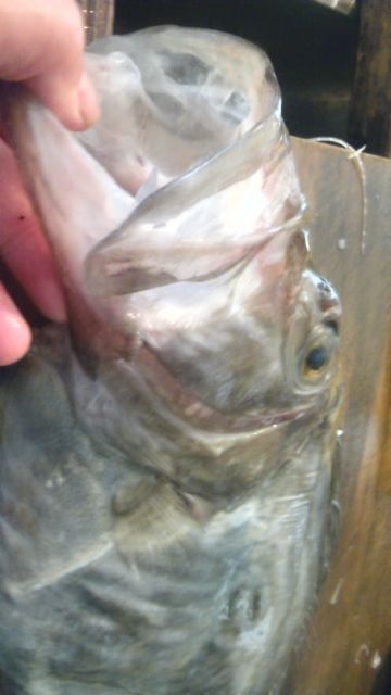 本日の魚 バトウ 釣り坊主の独り言 本日の魚 バトウ 釣り坊主の独り言