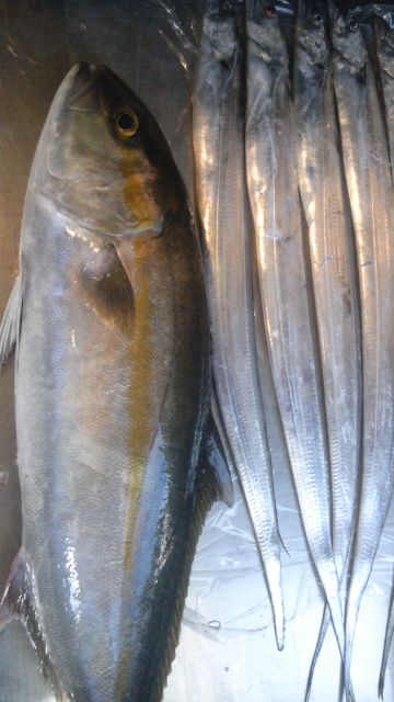 今日 ８月２日 の魚屋 カンパチ 釣り坊主の独り言