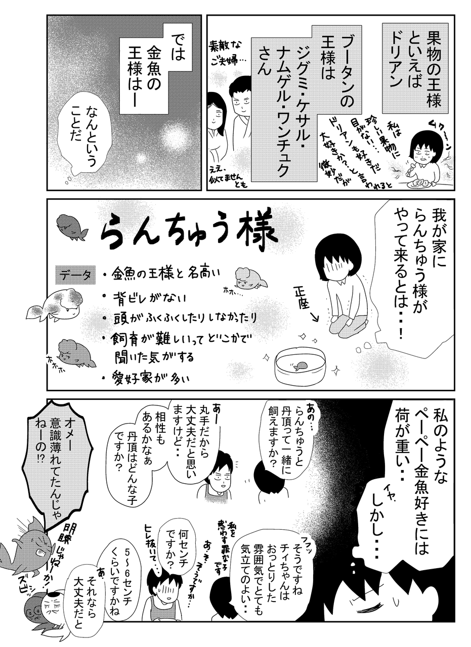 金魚の王様がやってきた 金魚とわたしの徒然 金魚の王様がやってきた 金魚とわたしの徒然