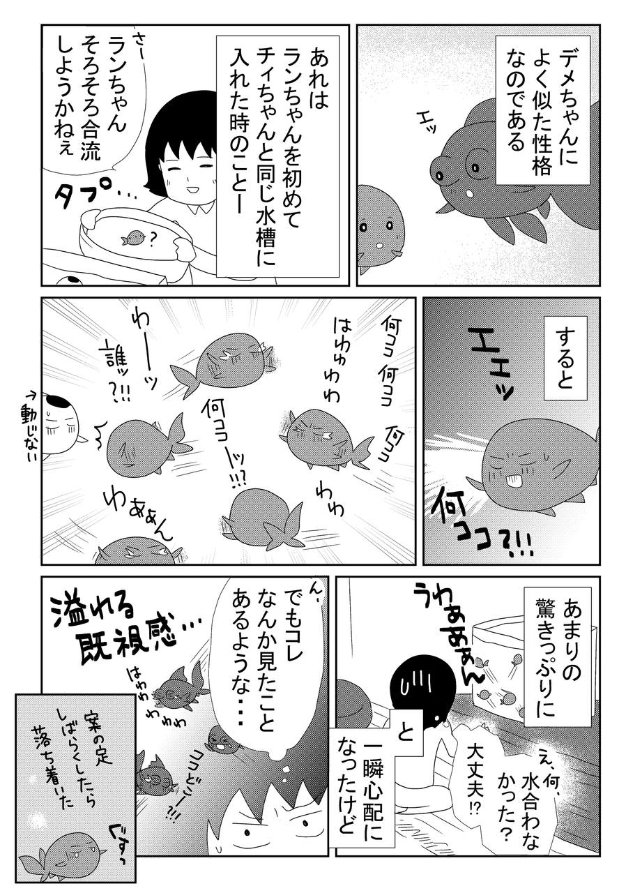 金魚の王様がやってきた 金魚とわたしの徒然 金魚の王様がやってきた 金魚とわたしの徒然