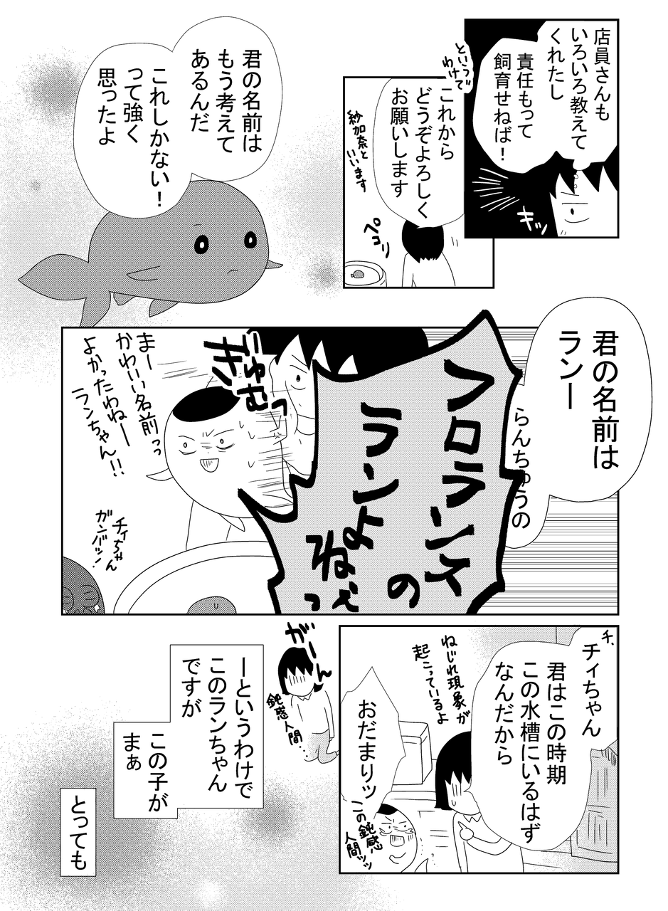 金魚の王様がやってきた 金魚とわたしの徒然 金魚の王様がやってきた 金魚とわたしの徒然