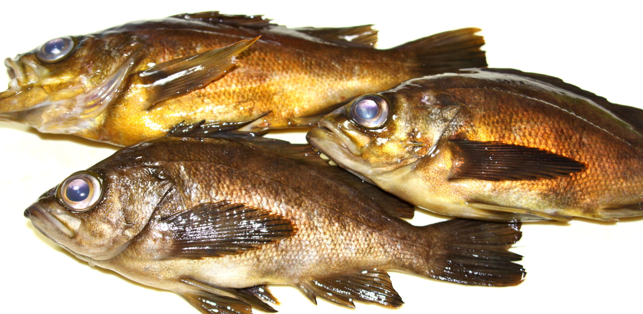 週末の3月8日 三重県石鏡漁港へ行って参りました 魚文化研究所 釣り大好き のブログ 週末の3月8日 三重県石鏡漁港へ行って参りました 魚文化研究所 釣り大好き のブログ