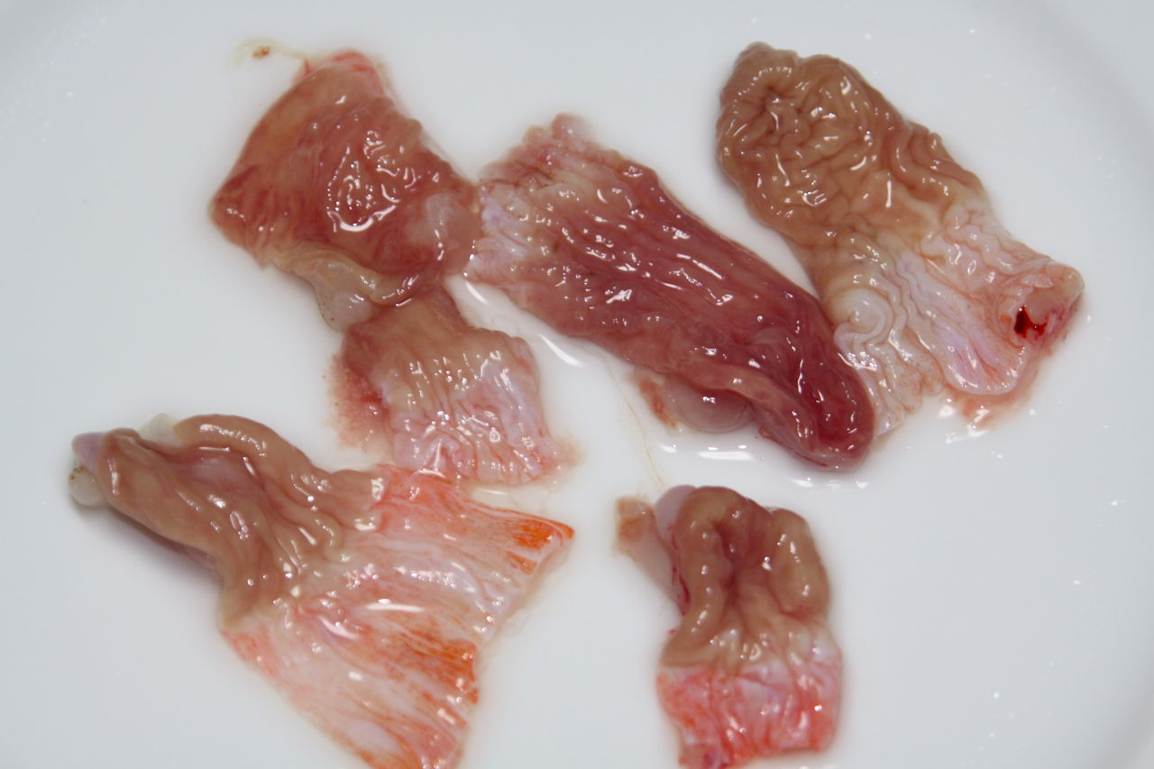 究極の珍味 カサゴの胃袋も食べられますヨ 魚文化研究所 釣り大好き のブログ