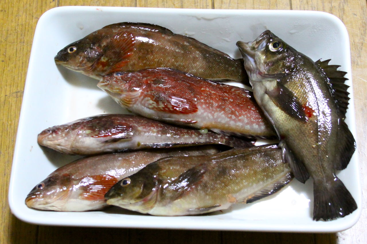 5月3日四日市三部提 釣果報告 魚文化研究所 釣り大好き のブログ 5月3日四日市三部提 釣果報告 魚文化研究所 釣り大好き のブログ