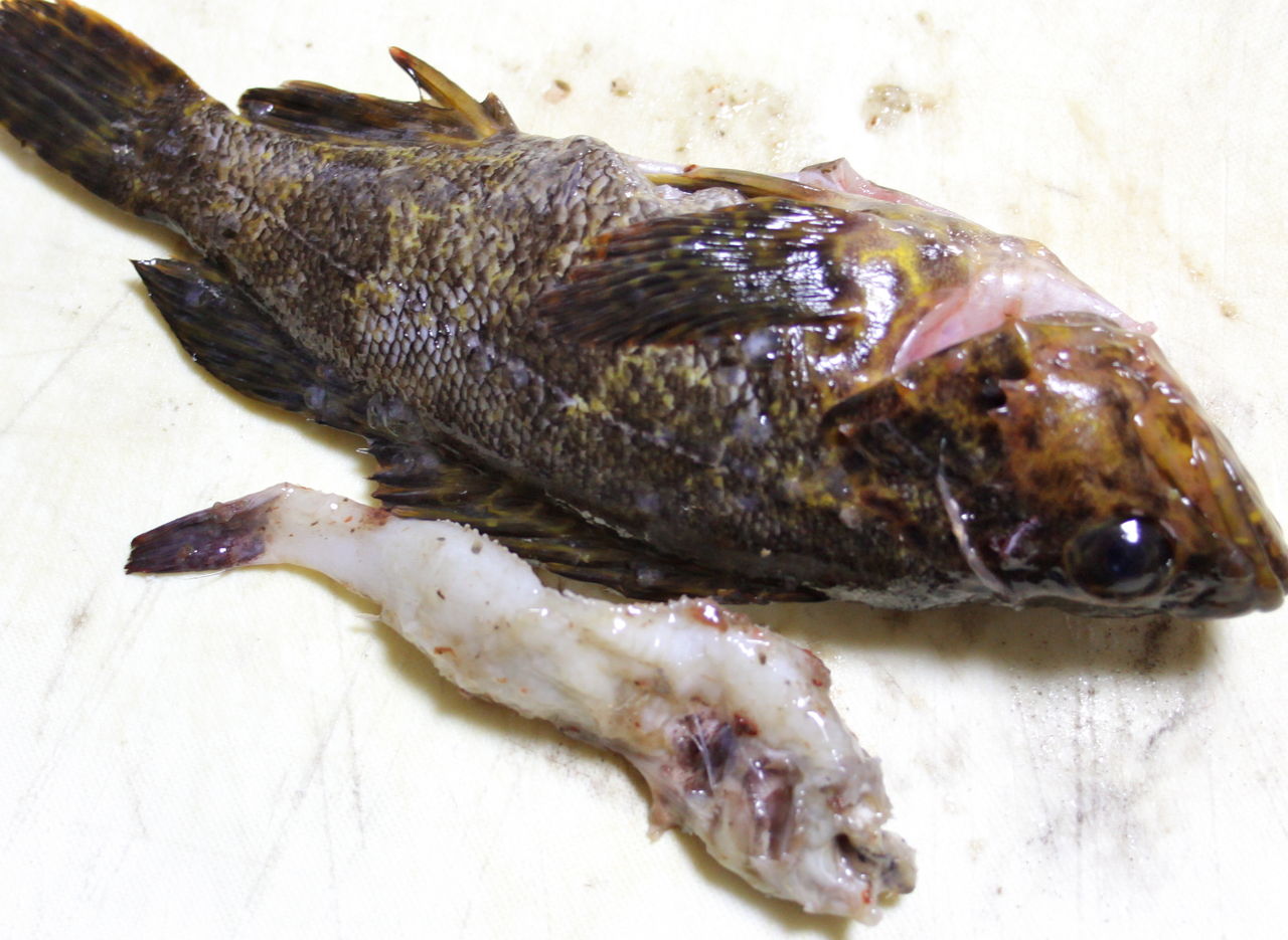 驚きです 19 5cmのキツネメバルの胃袋から12 5cmの魚が出てきました 魚文化研究所 釣り大好き のブログ 驚きです 19 5cmのキツネメバルの胃袋から12 5cmの魚が出てきました 魚文化研究所 釣り大好き のブログ