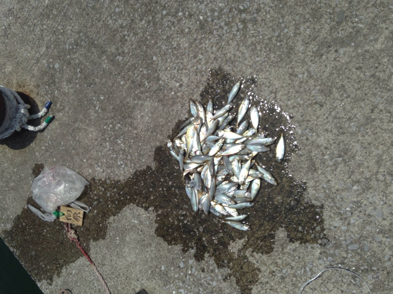 近くの川でちっちゃい魚釣るのが好きな人とかいないの サカナコム 近くの川でちっちゃい魚釣るのが好きな人とかいないの サカナコム