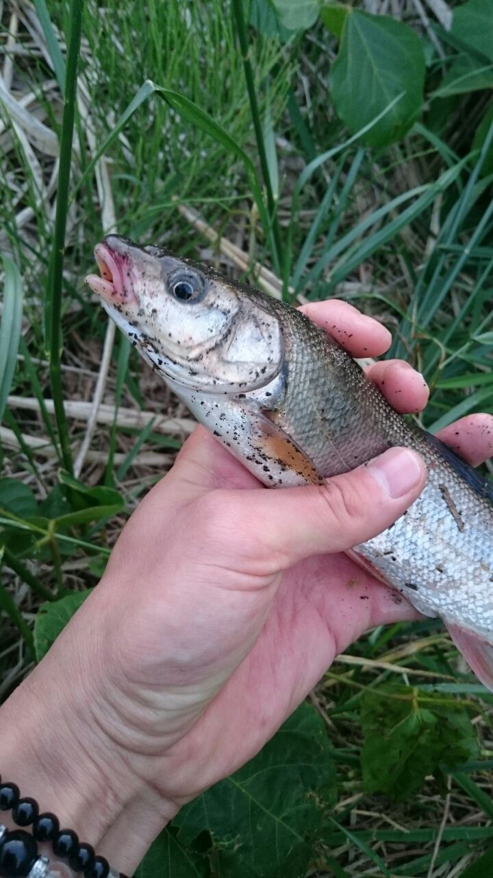ハヤという魚 魚道 ハヤという魚 魚道