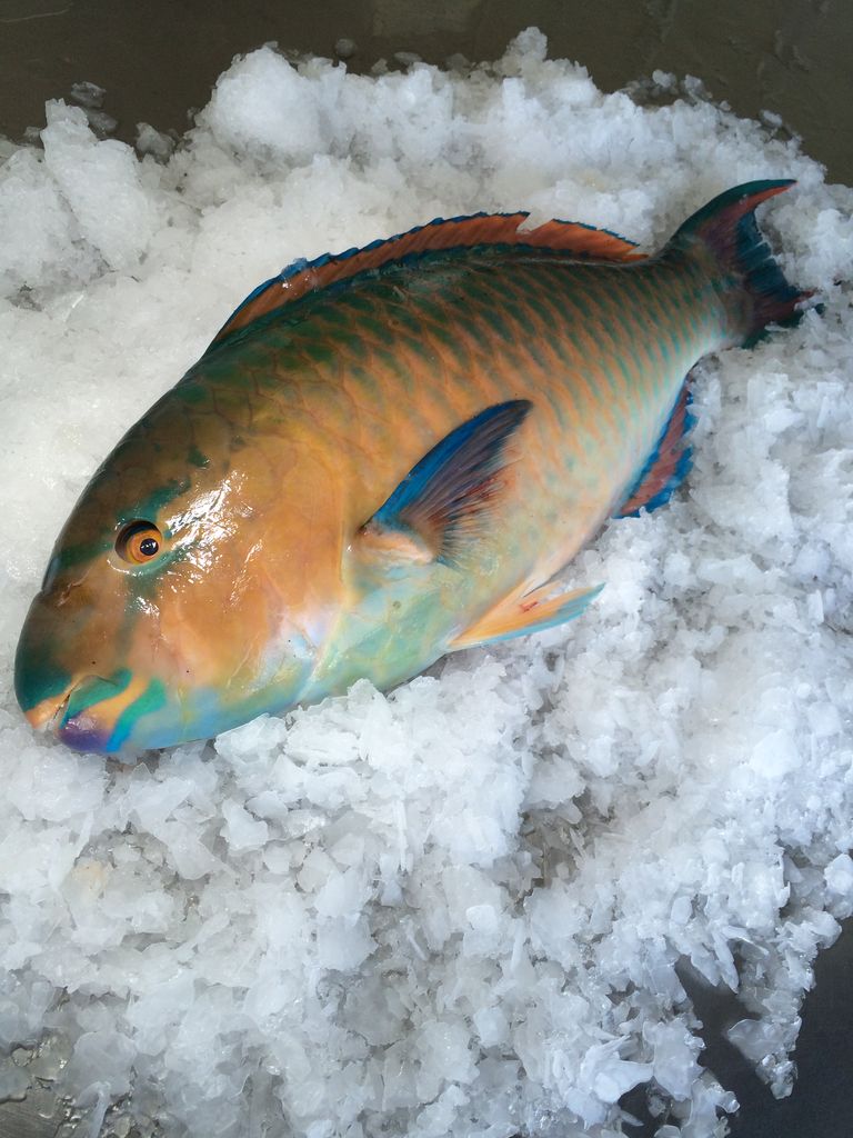ヒブダイ 魚図鑑プロフェッショナル
